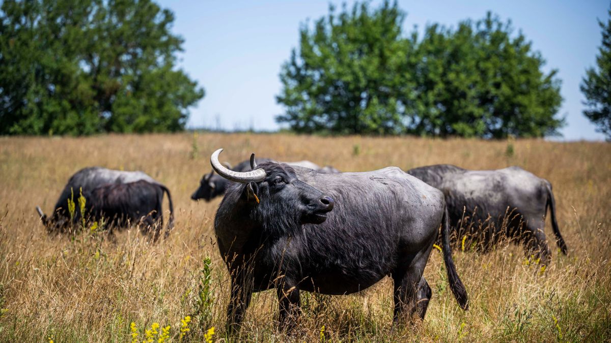 Kis-Balaton: jelentős fejlesztések indulnak, itt legelnek a bivalyok 