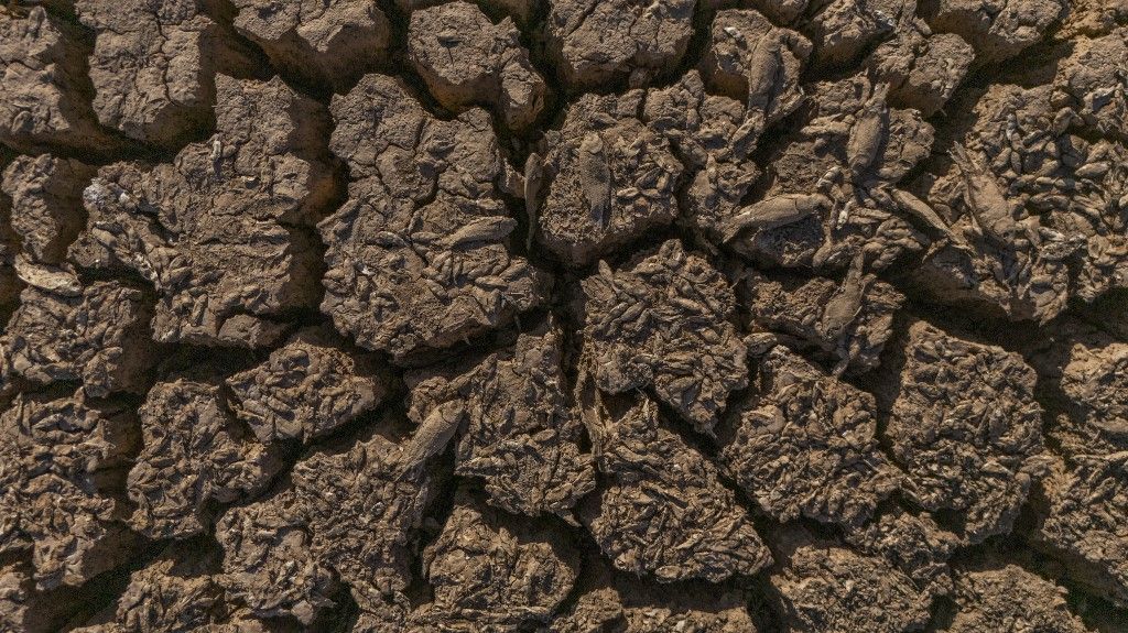 Pond in Mazidagi dried up due to drought and extreme heat