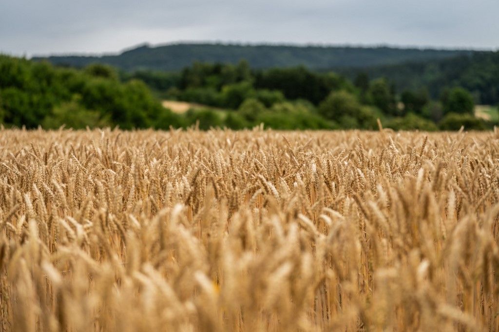 Weather in Baden-Württemberg Elemző: a magyar gazdák kárára finanszírozná Ukrajnát az EU