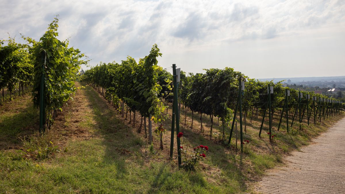 magyar borászati