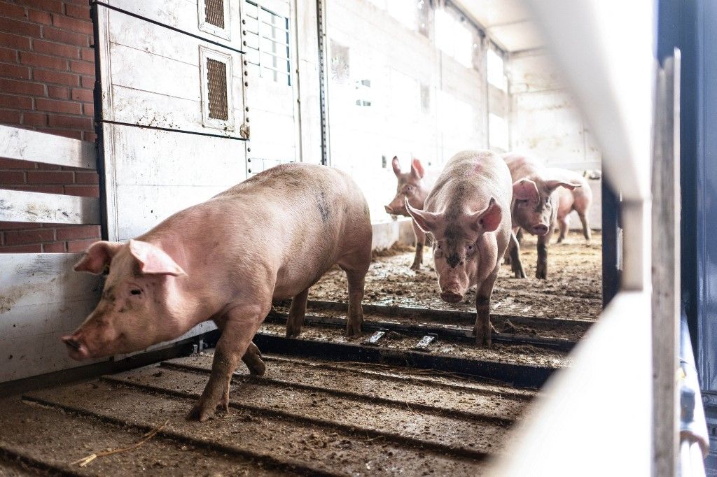Verdict in the trial about secret videos from the slaughterhouse, élő sertés ára