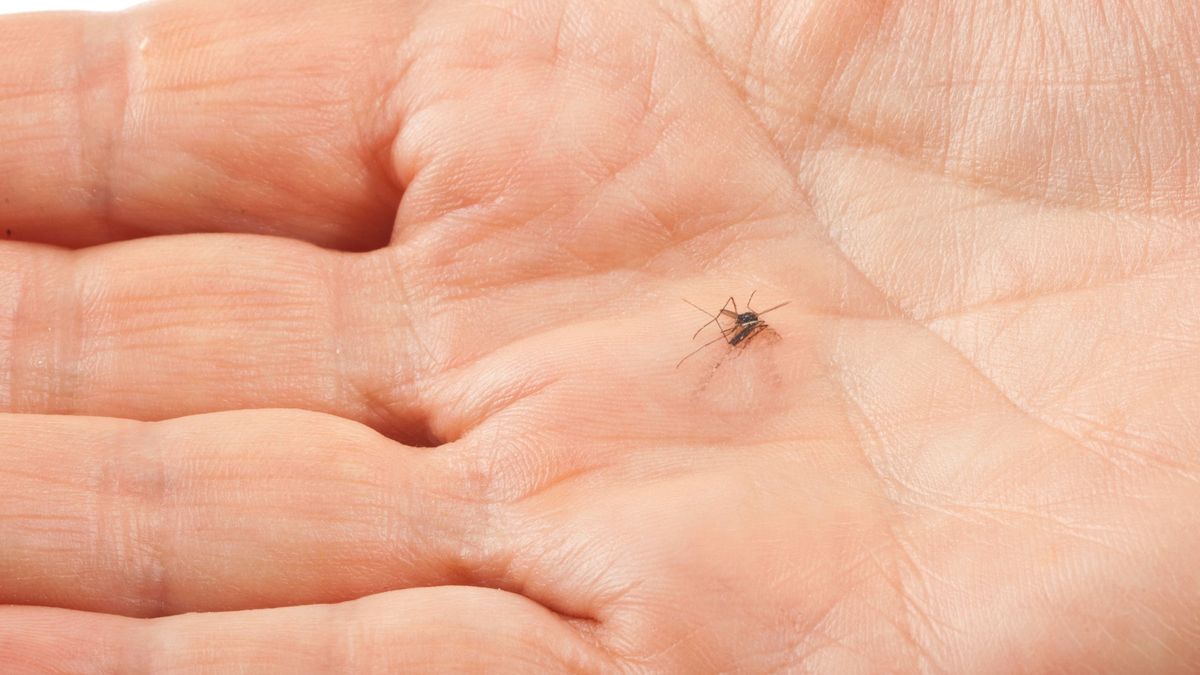Folytatódik a szúnyogírtás - A héten Budapest hat kerületében és négy vármegye hetvenhét településén irtják a szúnyogokat 