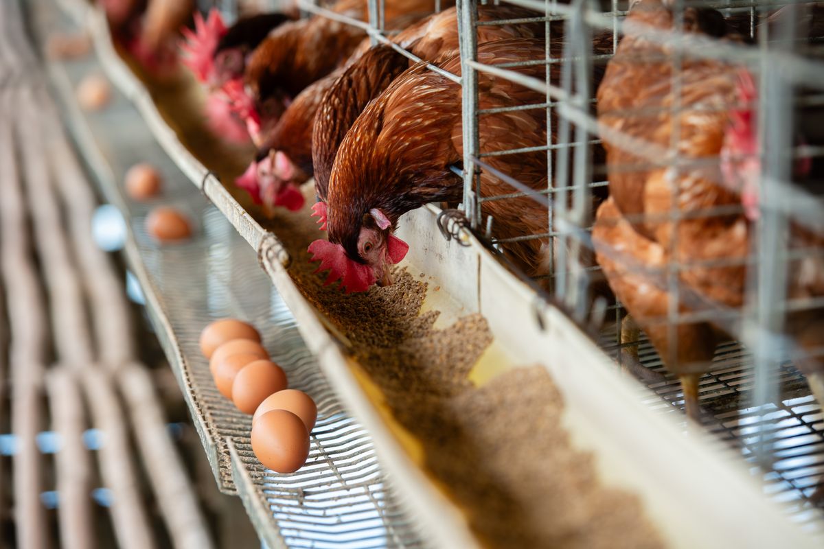 madárinfluenza,, Chickens,In,Cage,Eating,Food,With,Eggs,Down,The,Rail