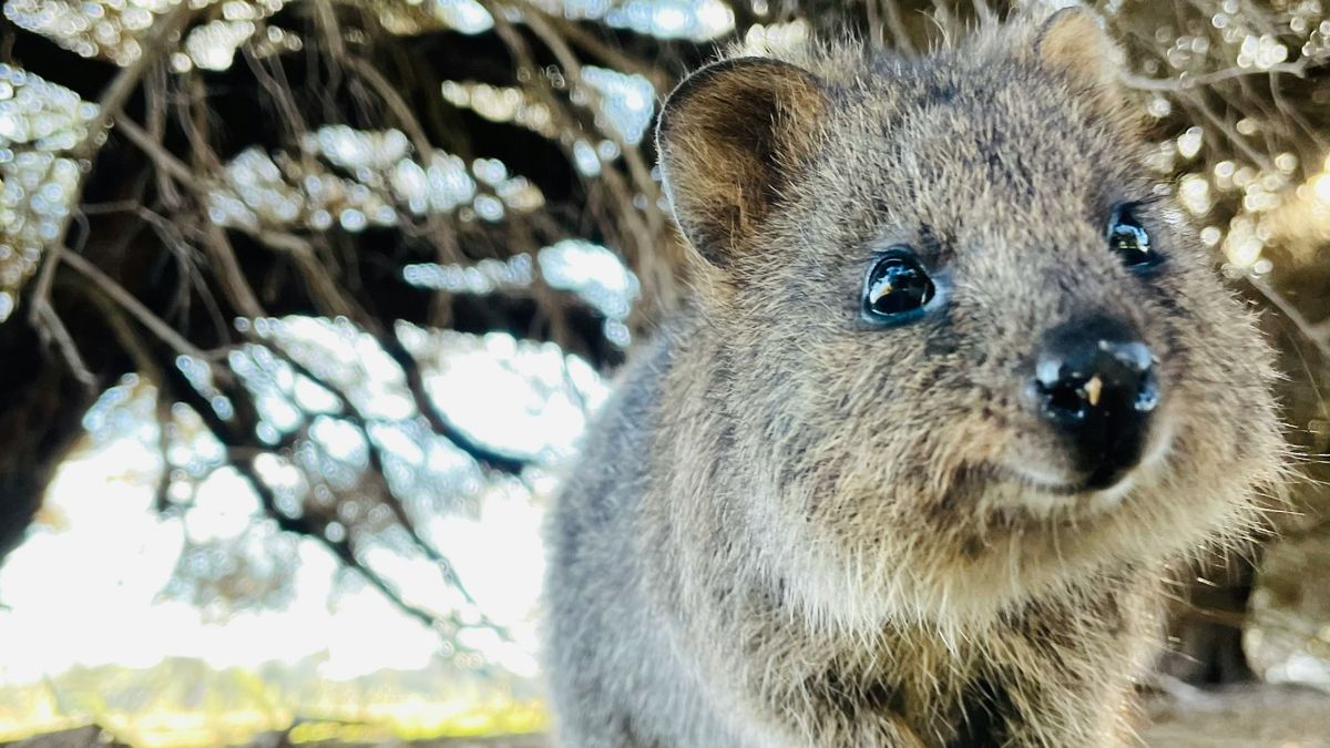 Quokka, kurtafarkú kenguru