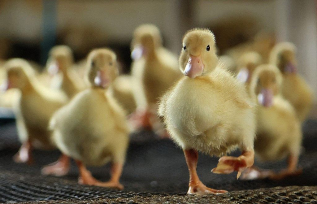 Baby duck for organic farming in Japan, madárinfluenza-járvány