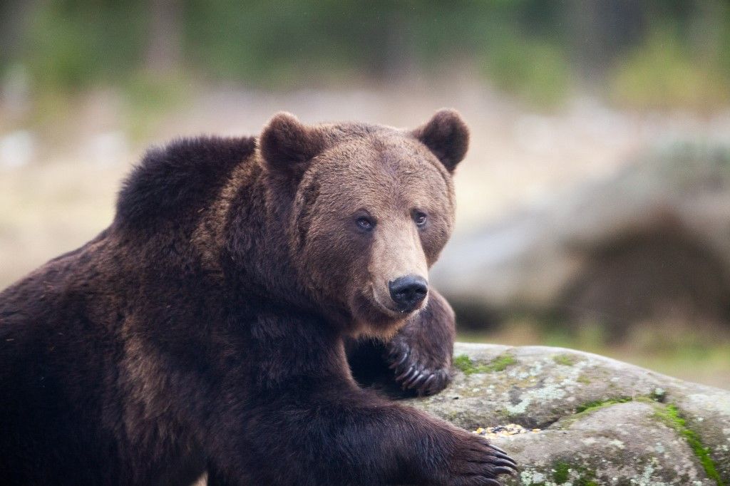 A medve nem játék: a kis bocs nagyon cuki lehet, az anyjának azonban hatalmas karmai és fogai vannak, két mázsa és nem játék  