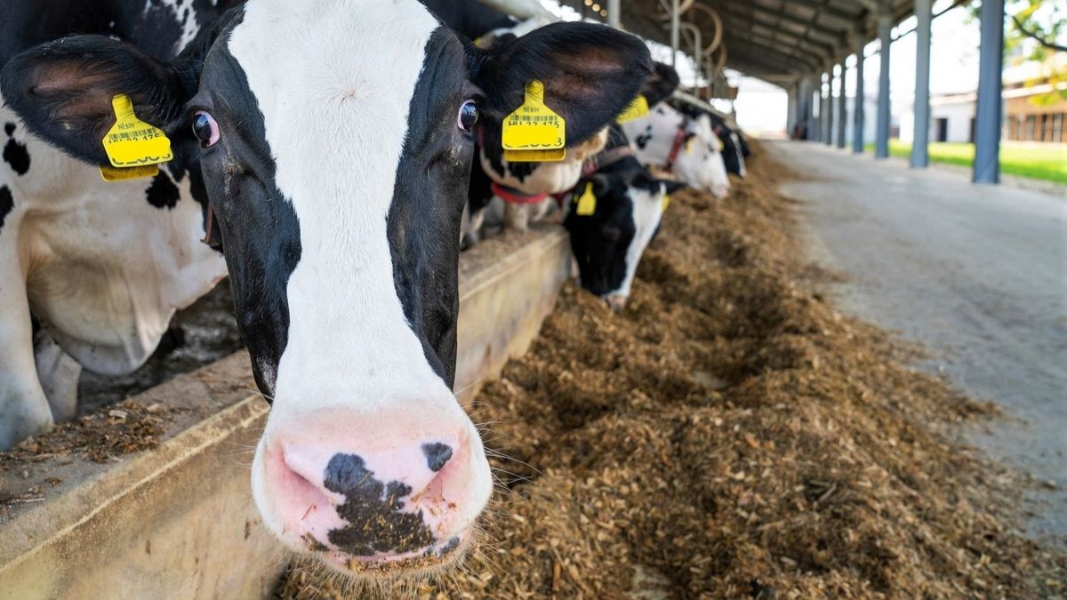 Megszülettek az első pályázati döntések: több mint kétszáz állattartó gazdaság fejleszthet 