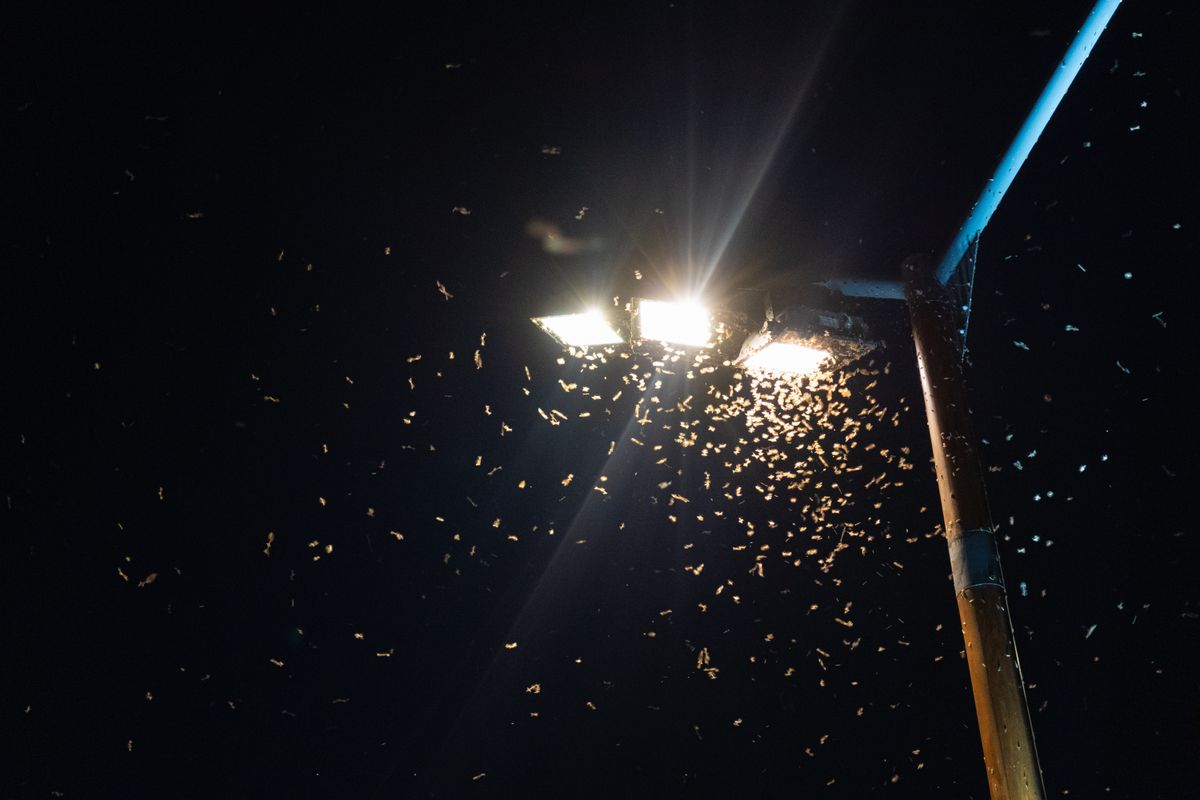 siófok Midges,Fly,Into,Light,,Clouds,Of,Insects,Swirl,Around,Lantern
