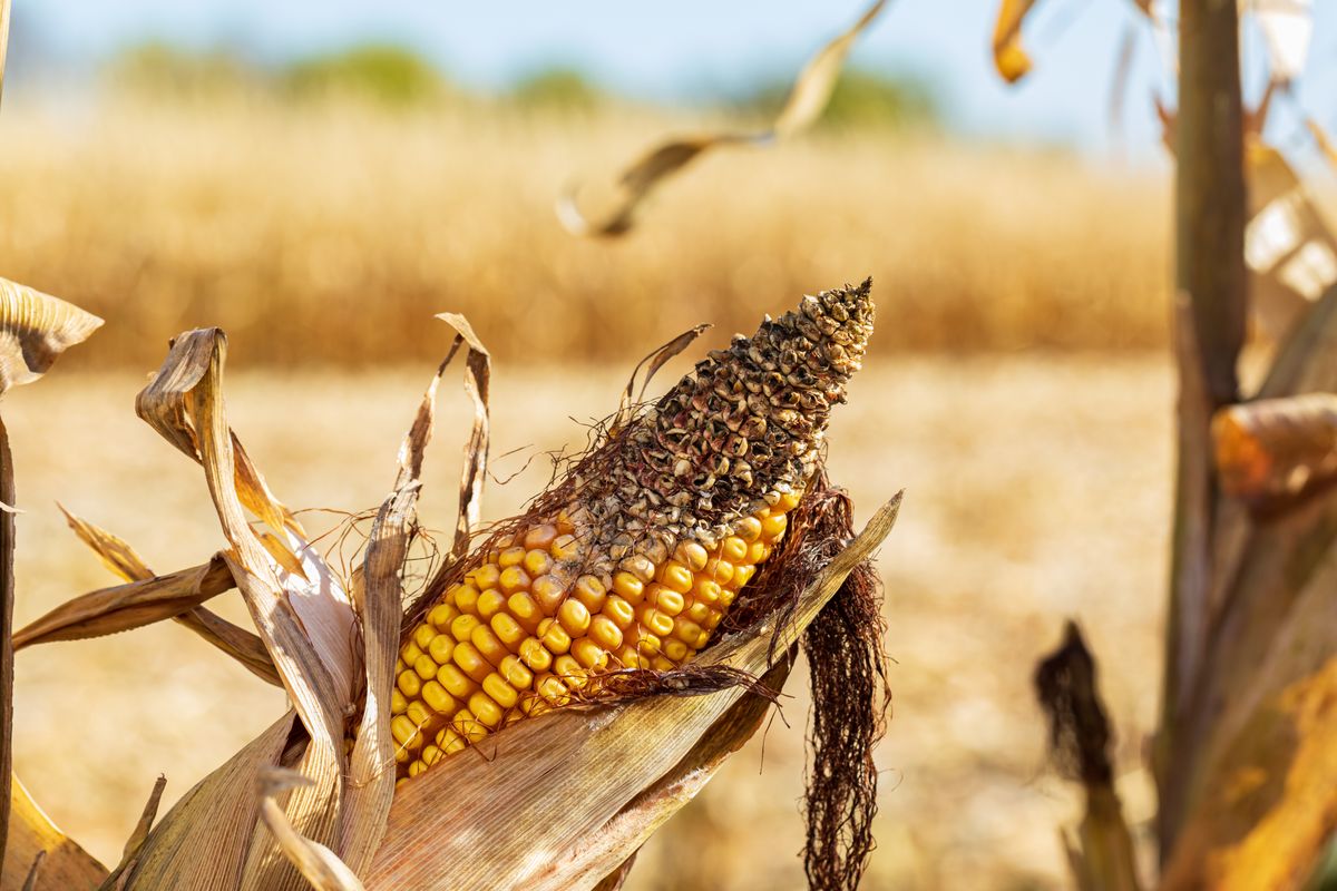 Az elmúlt napok esőzései csak néhol és valószínűleg csak átmeneti enyhülést hoztak az aszályban Ear,Of,Corn,On,Cornstalk,With,Missing,Kernels,And,Damage