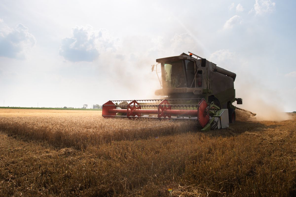 Harvester,Working,In,Wheatfield,At,Sunset.,Harvest,Ripe,Wheat.,Agriculture, búza ára