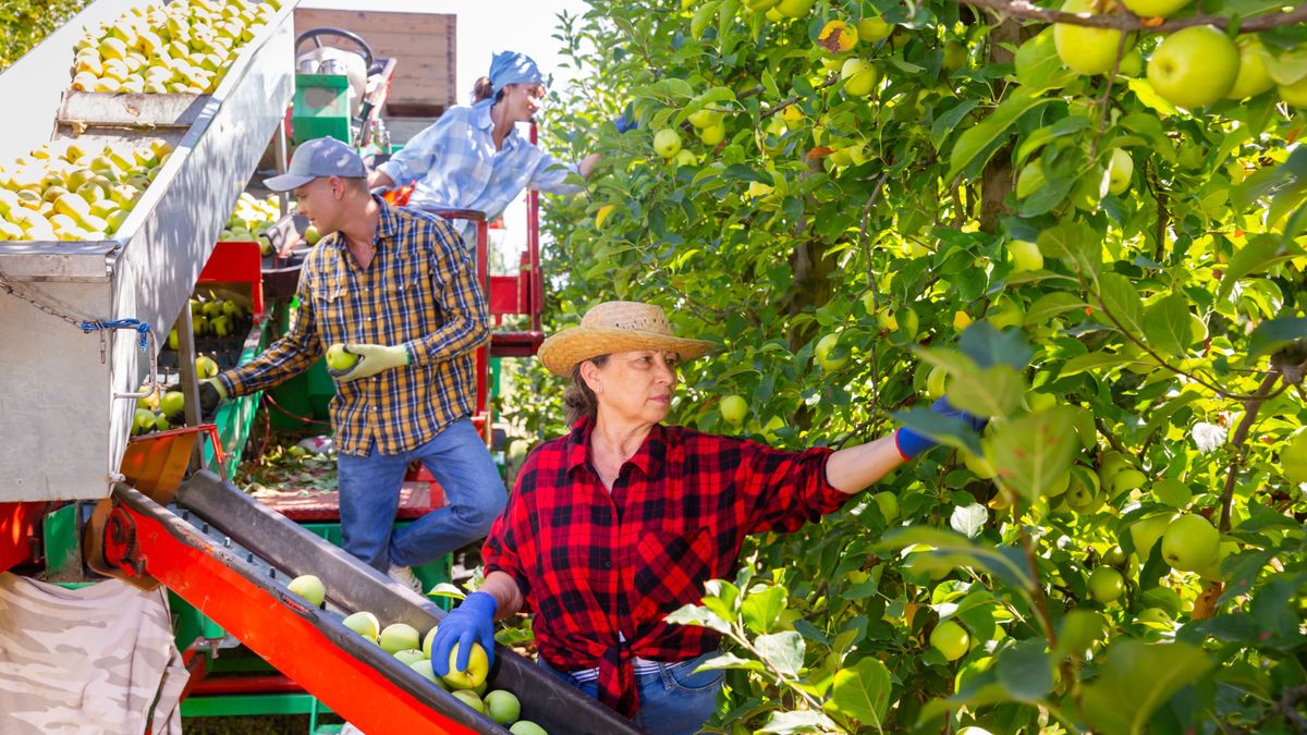 Lengyelország,Three,Workers,Harvesting,Golden,Delicious,Apples,And,Using,Crop,Collecting