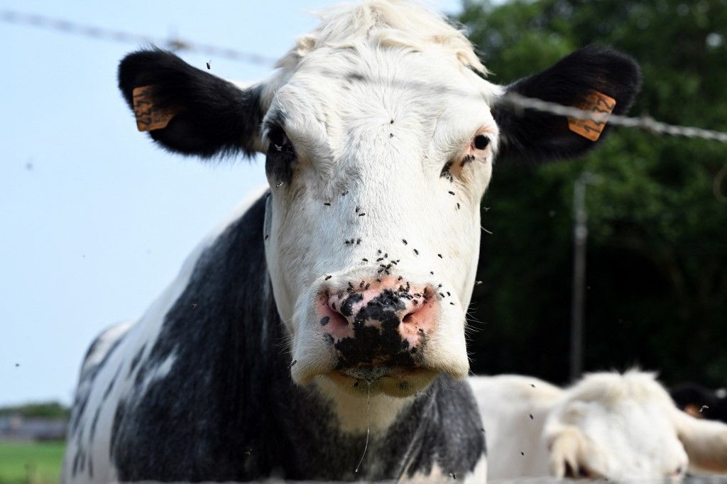 Outbreak of bluetongue virus reported in livestock in Belgium, ragadós száj- és körömfájás, kéknyelv-betegség