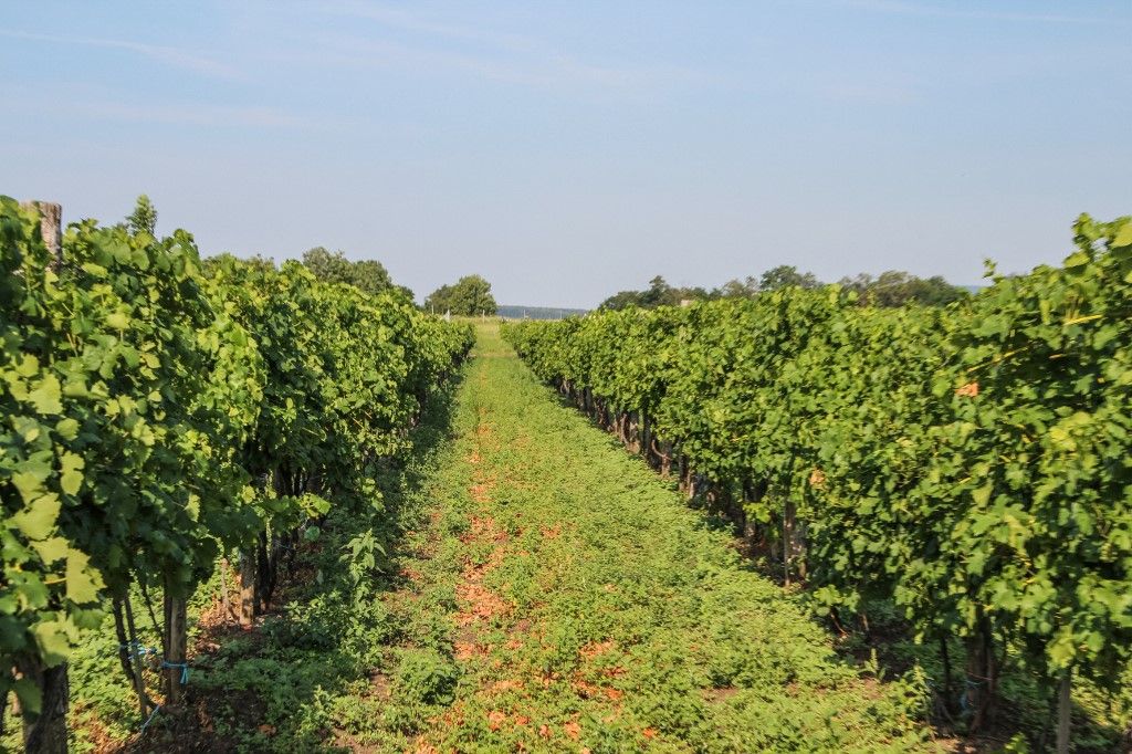 Agriculture in Bogacs, idei évjárat