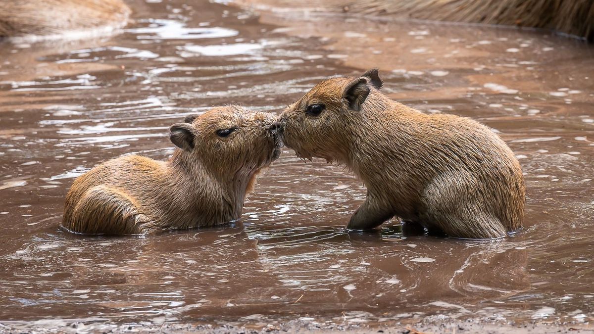 Capybara Kapibara
Debrecen, Debreceni Állatkert
