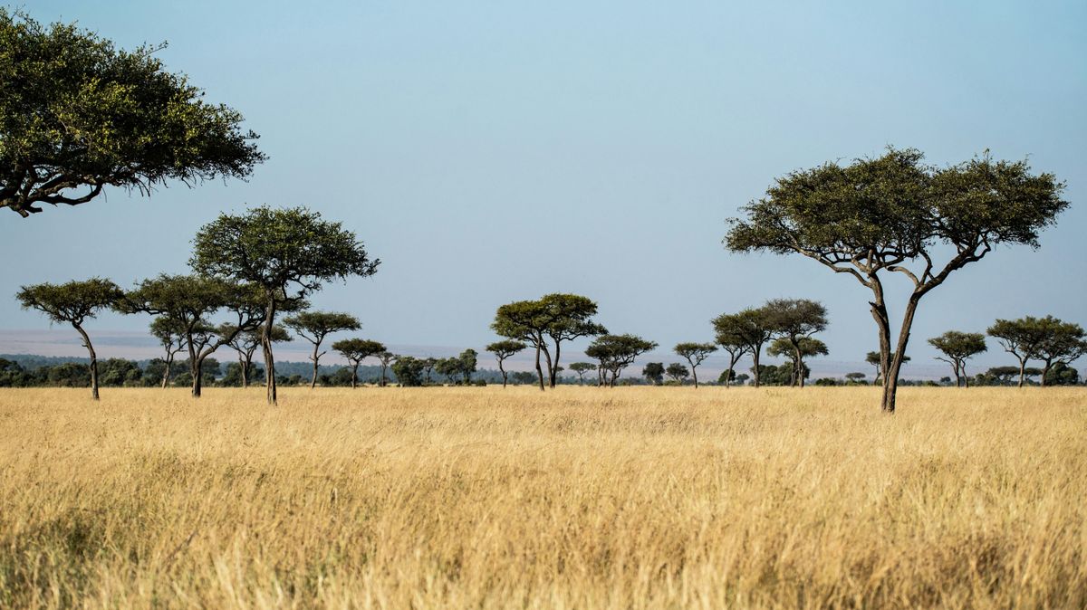 Egymillió fát ültetne Dél-Afrika egyetlen nap alatt (illusztráció), fasor