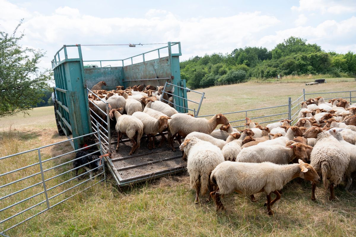 Flock,Of,Sheep,Ready,For,Transport,On,Cart,Behind,Tractor, húsvéti bárány