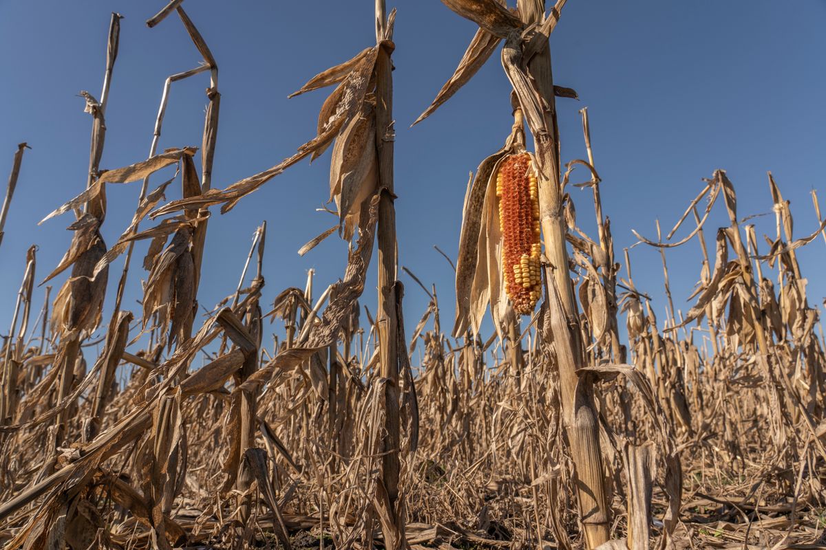 Close-up,Dried,Corn,Cobs,In,Corn,Field.