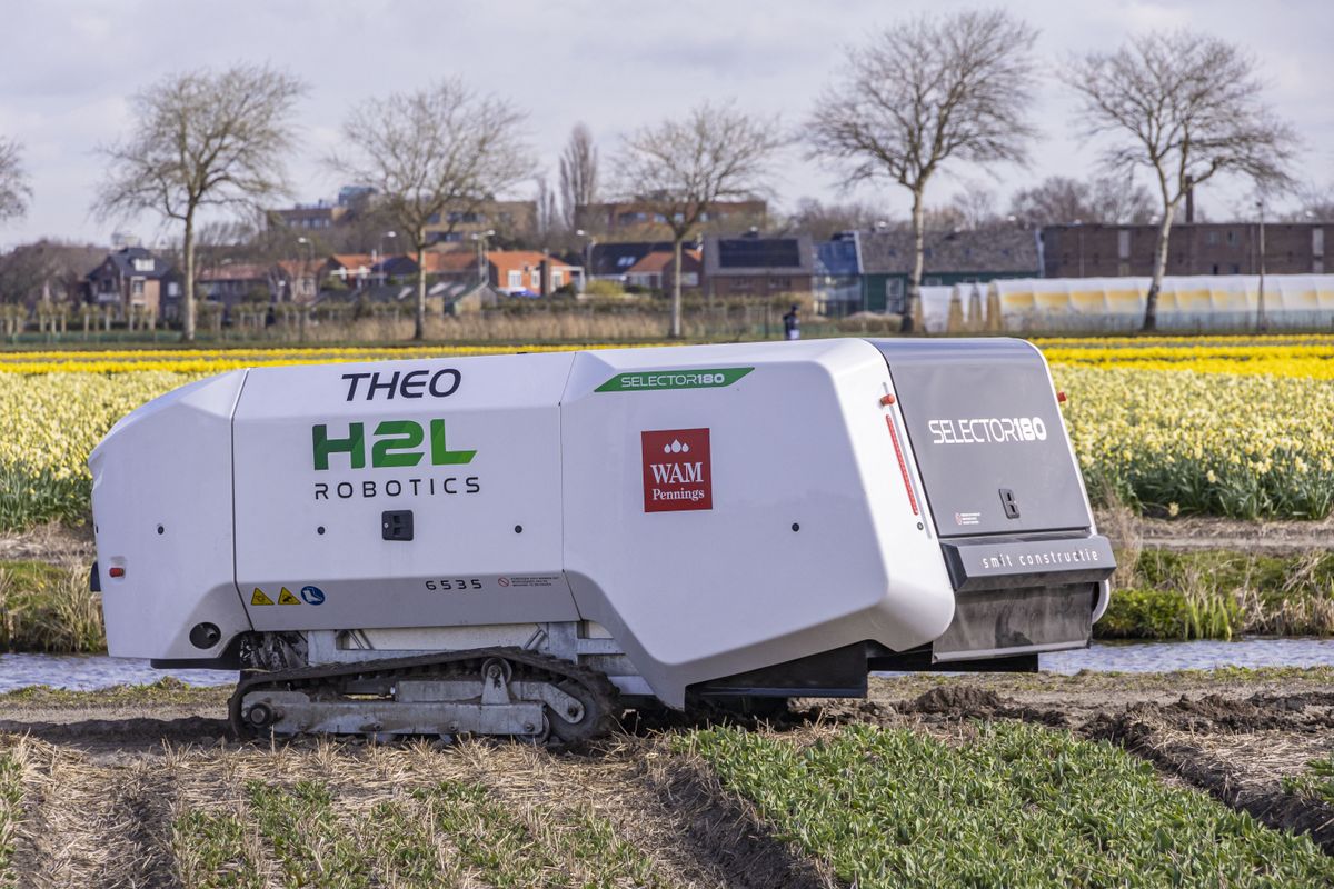 Tulip Robot in Netherlands mesterséges intelligencia