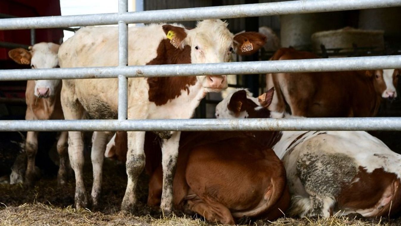 Veszélyben a francia sajt a szarvasmarhákat fenyegető járvány miatt Kép
