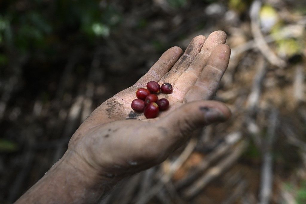 International Coffee Day in Brazil