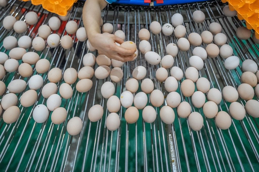 Laying Hens Intelligent Ecological Breeding, ukrán tojásexport