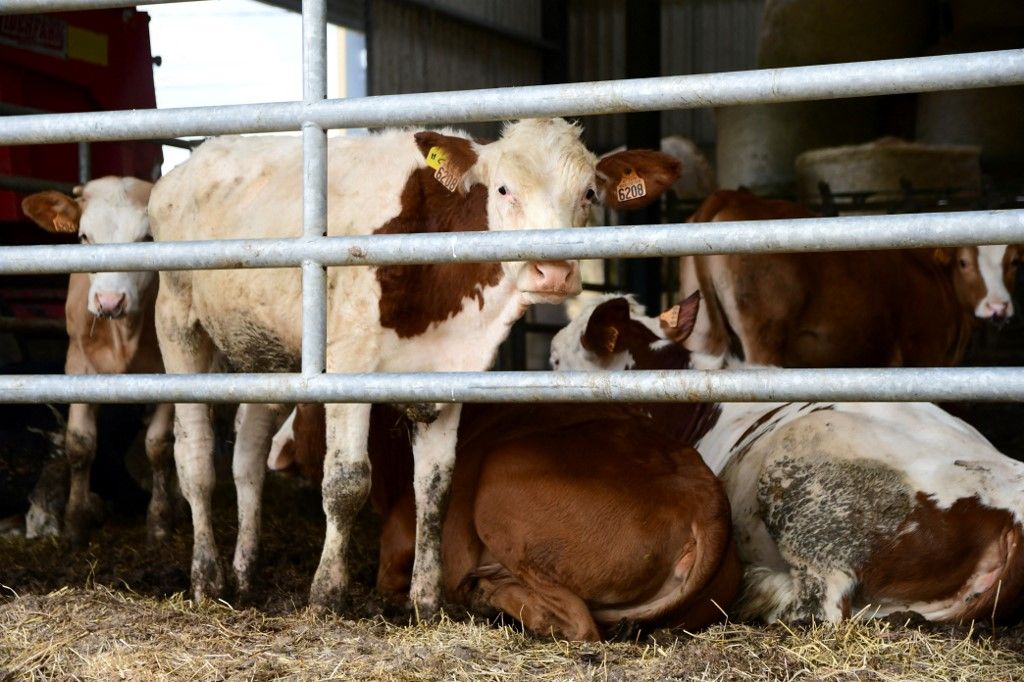 FRANCE - ILLUSTRATION: LUMPY SKIN DISEASE AND COWS