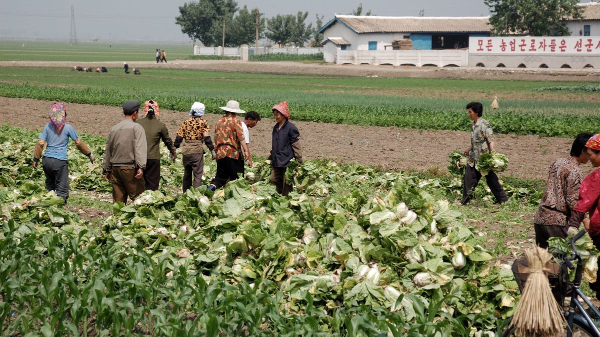 Hőhullám Észak-Koreában: tömegesen pusztulnak a haszonállatok