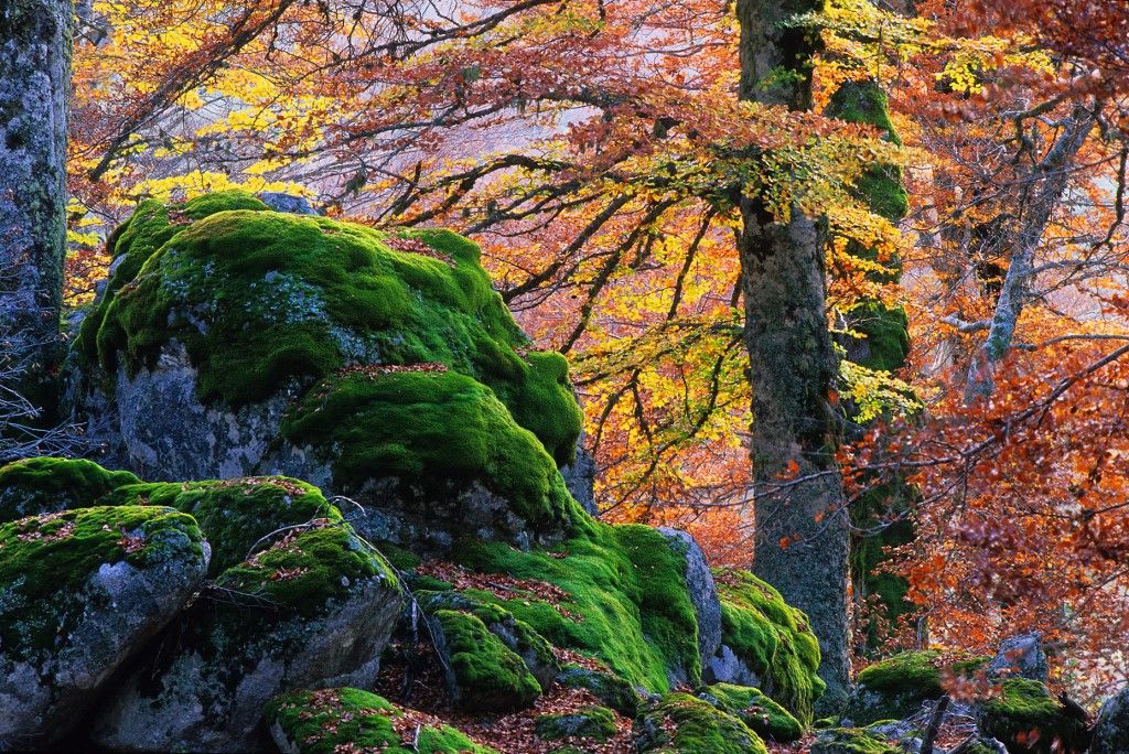 FRANCE. SOUTH CORSICA (2A) MARMANO FOREST. BEECH TREES, sztyepp