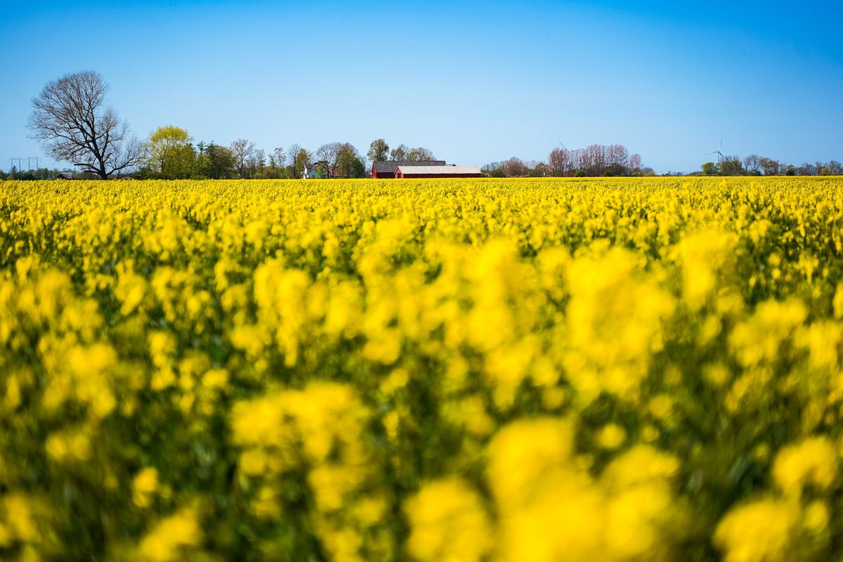 vámháború Rapeseed,Field,,Oilseed,Rape,Blooming,In,Farmland,In,Countryside,Of