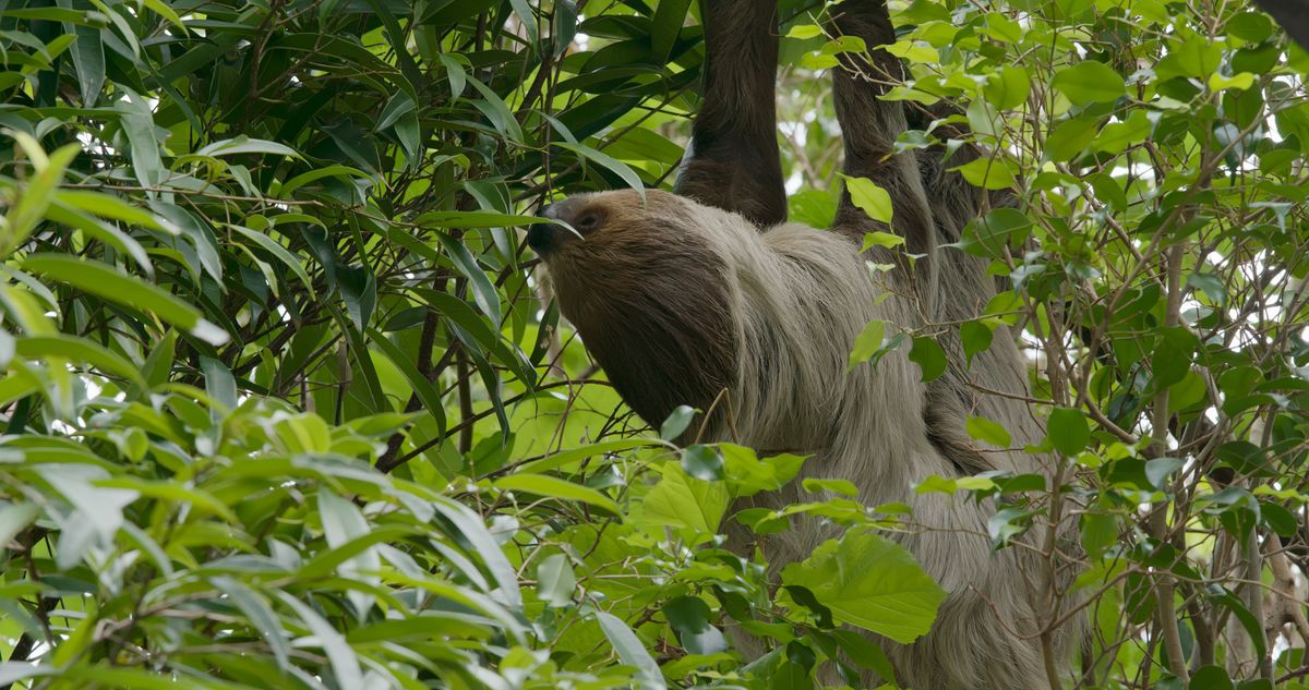 Sloth on tree lajhár-vírus