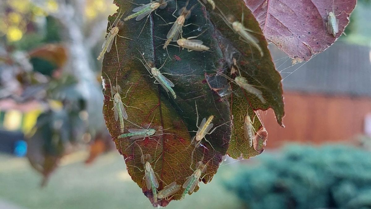 Most jön csak az igazi baj a Balatonra: már az egész tavat el fogja lepni az árvaszúnyog-invázió – figyelmeztetést adtak ki a tudósok 