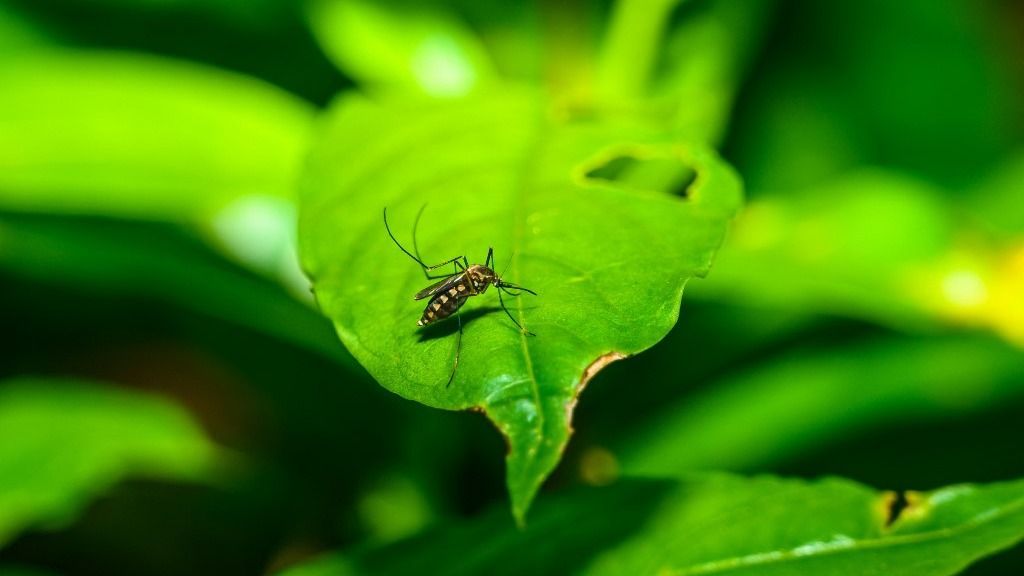 chikungunya vírus
szúnyogok