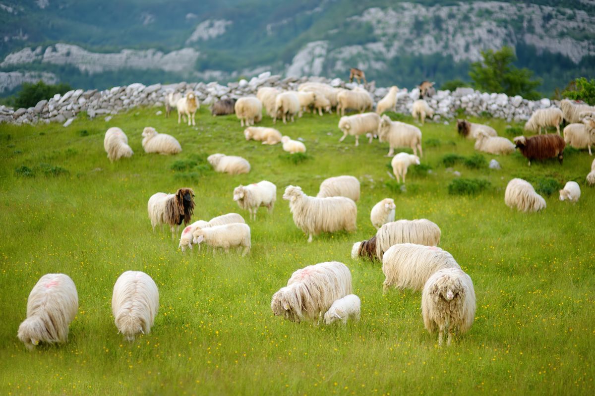 Flock,Of,Sheep,With,Red,Marks,zöld,green,luxus,On,Backs,Are,Grazing