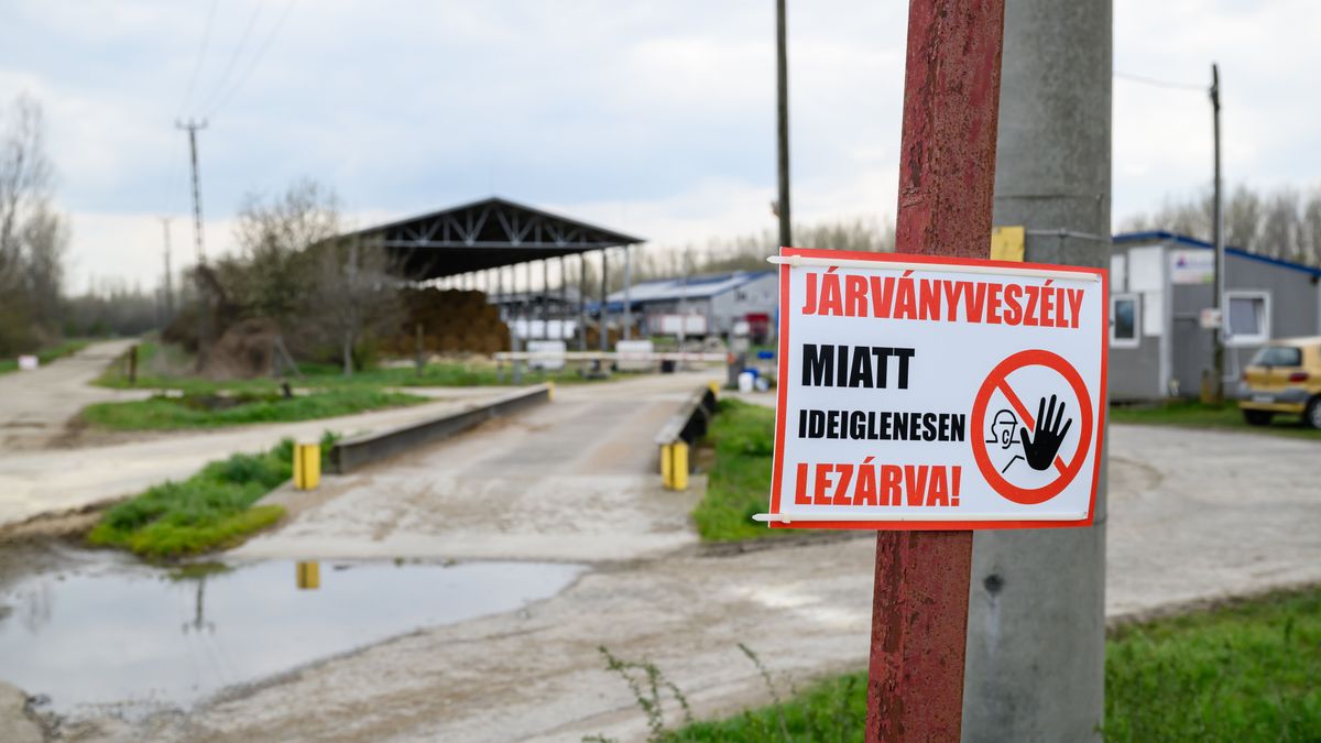 Még nagyobb segítséget kapnak a ragadós száj- és körömfájás járvány miatt bajba jutott állattenyésztők 