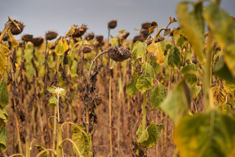 Concept,napraforgó,Photo,For,A,Drought,szárazság, aszály Summer.,Dryness,Weather.,A,Sunflower