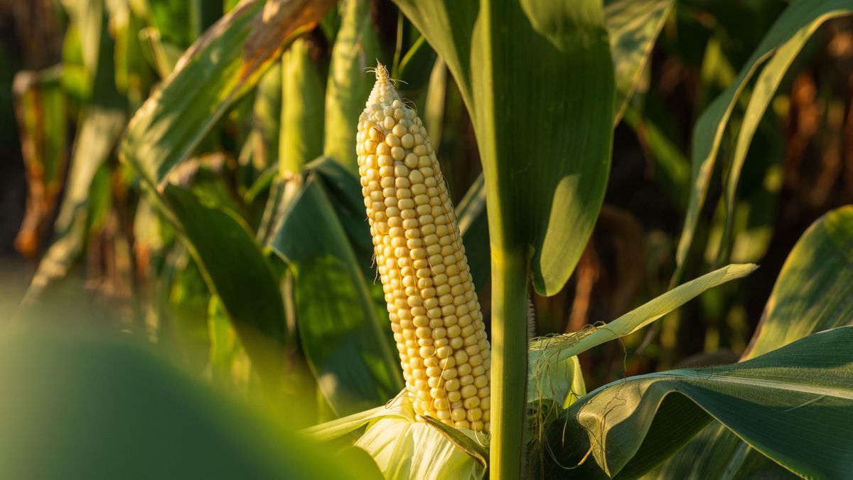 vám,Fresh,Corn,Ears,Are,Prominently,Visible,In,A,Lush,Green