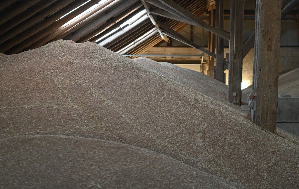 Grain harvest balance sheet 2024, búza aratása