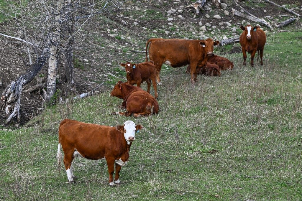 Daily Life In Alberta, marhahús ára