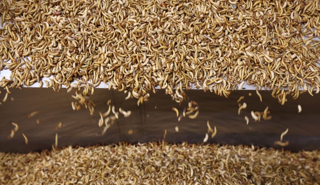 Start-up company produces insect meal, rovaralapú élelmiszerek