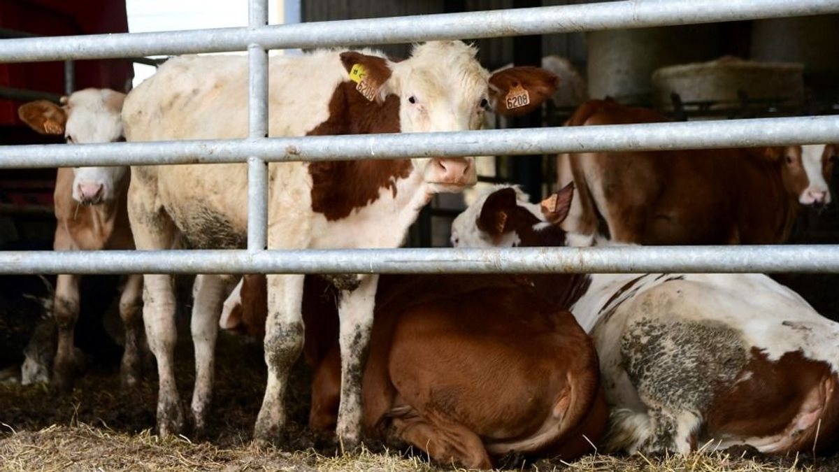Veszélyben a francia sajt a szarvasmarhákat fenyegető járvány miatt 
