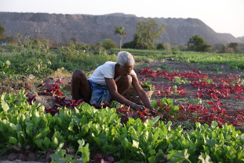 Indian Agriculture