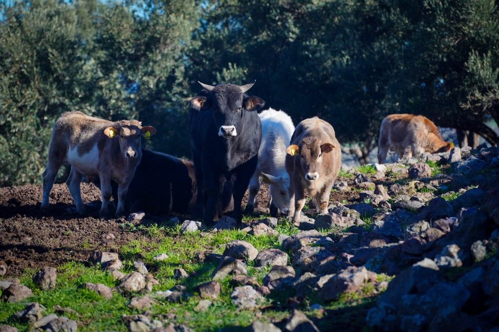 Livestock