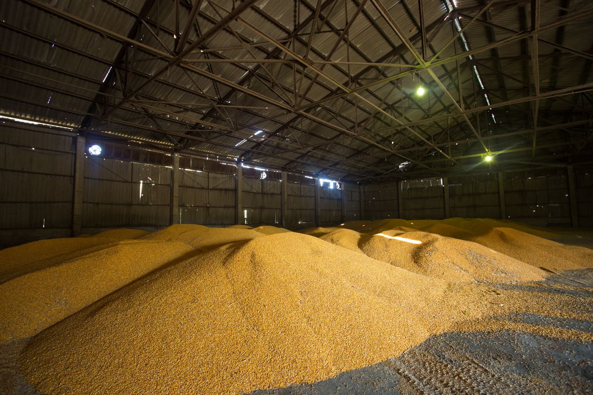 Shelter,For,Storage,Of,Corn,And,Grain,Products.,Large,Heaps, búza ára