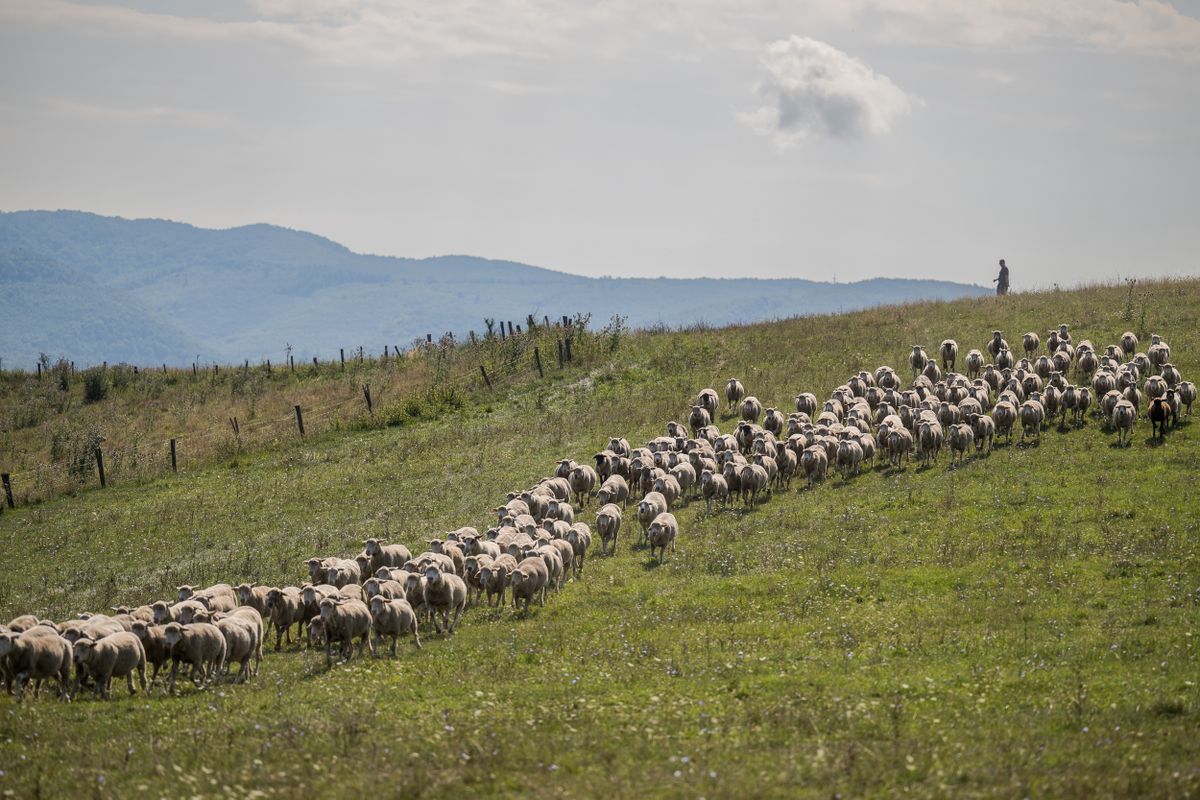 Tények ízekre szedve, Remény Farm