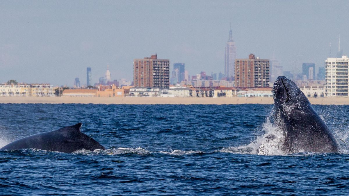 Púposbálnák New York partjainál. Fotó: Getty Images