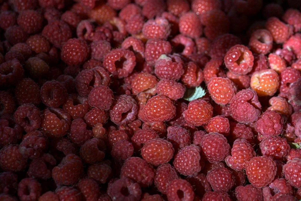 Climate change hits Serbia’s 'red gold', málna