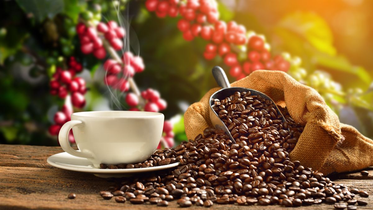 arabica kávé
kávépiac