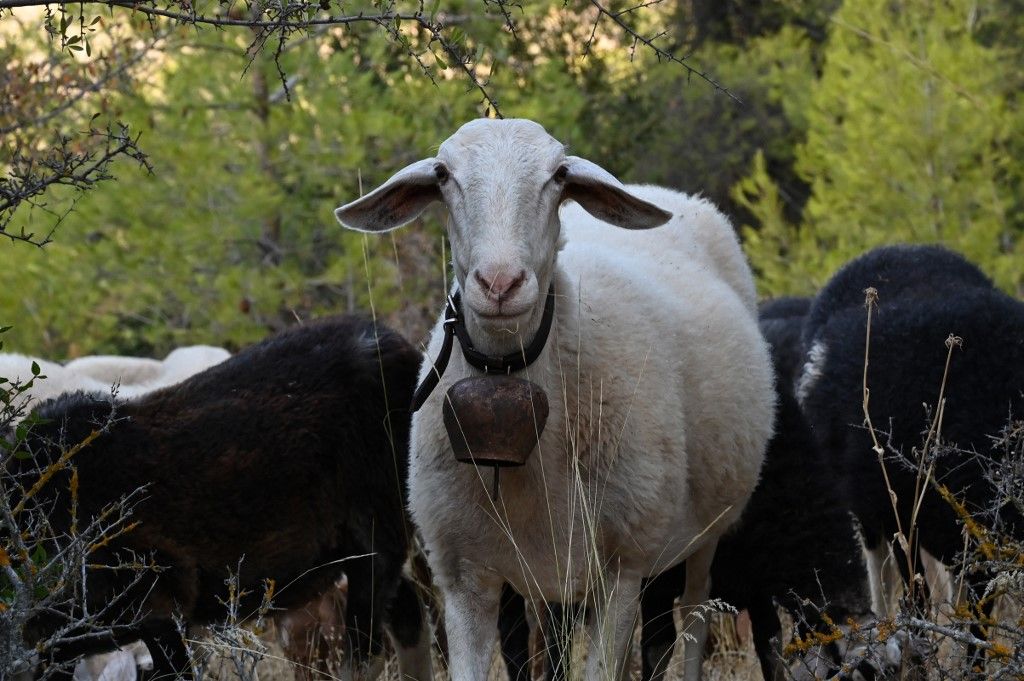 Sheeppox Outbrake Threatens Greek Livestock Industry.