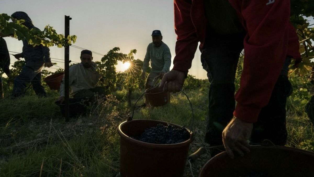 Hőség, aszály, tűzvész után szinte alig lesz francia bor idén