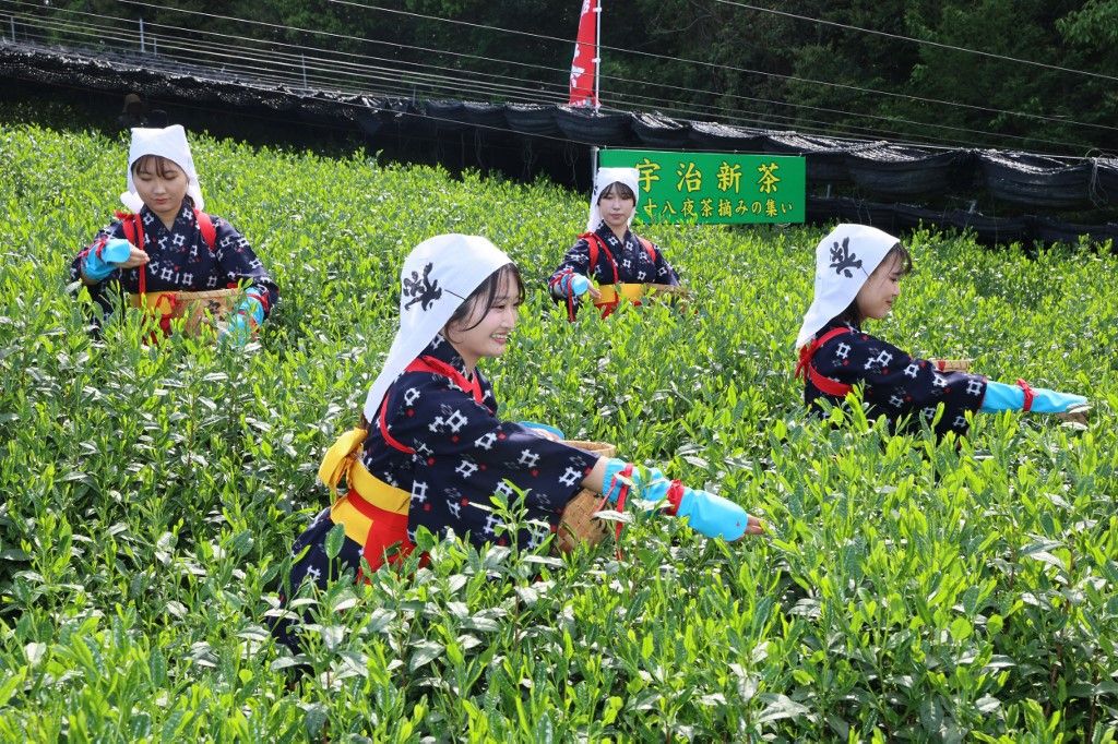 Green tea leaves harvested in Japan